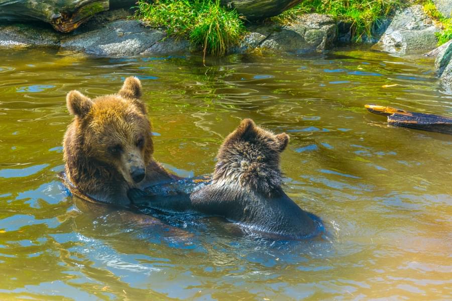 Witness the bears as they play in the water