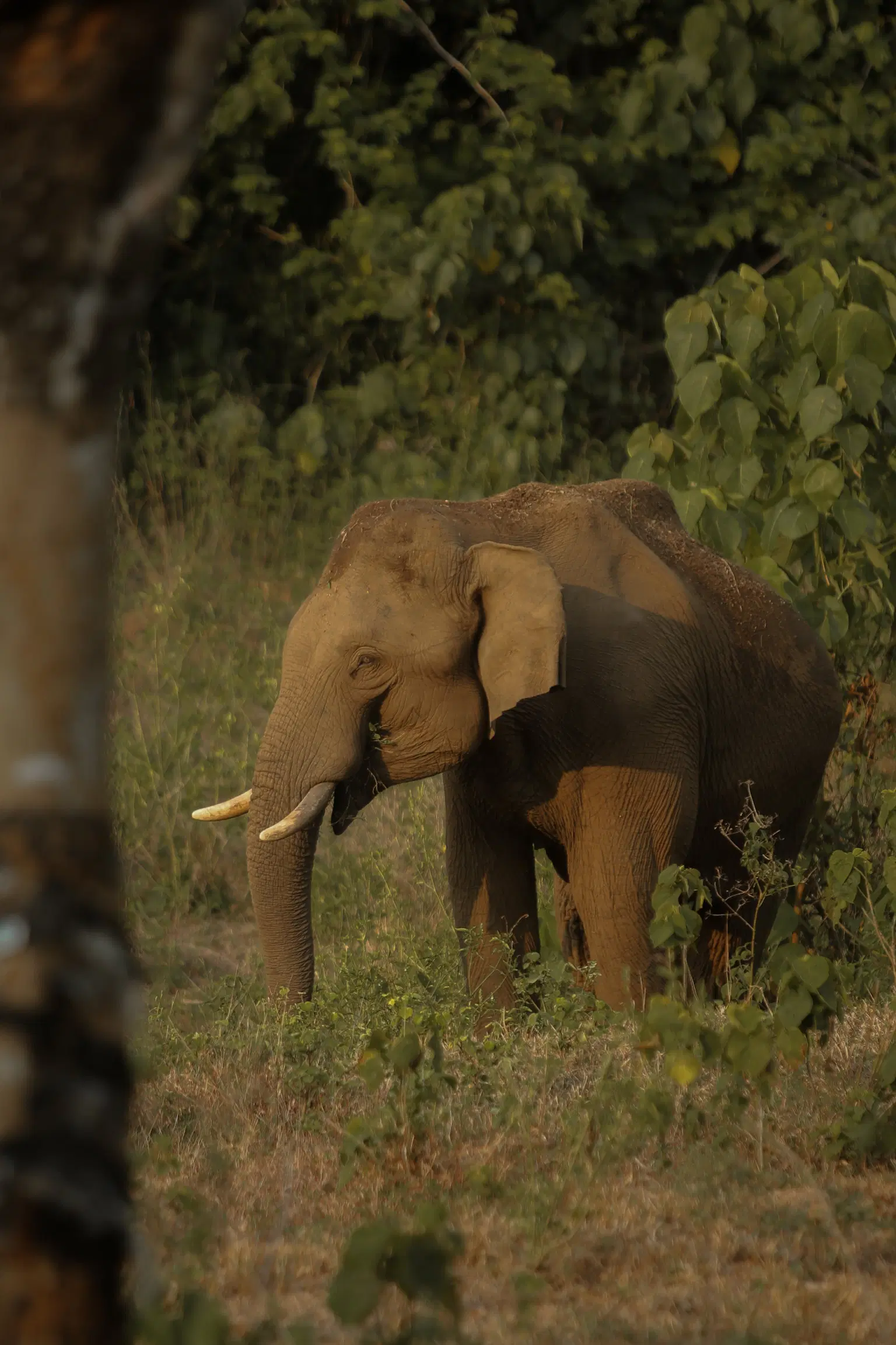 <em>Wayanad</em> Tour Packages From Guwahati 