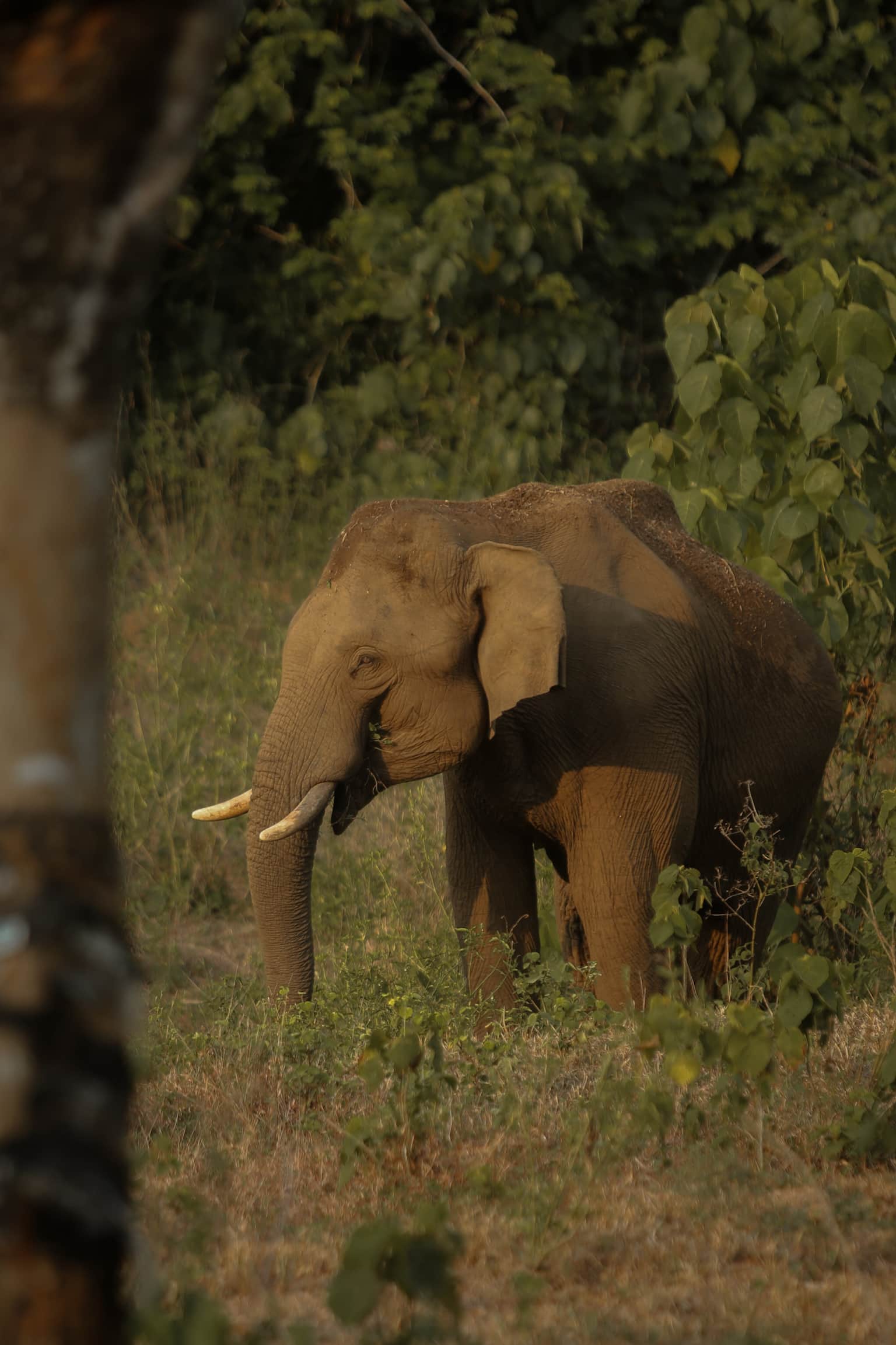 <em>Wayanad</em> Tour Packages From Nashik