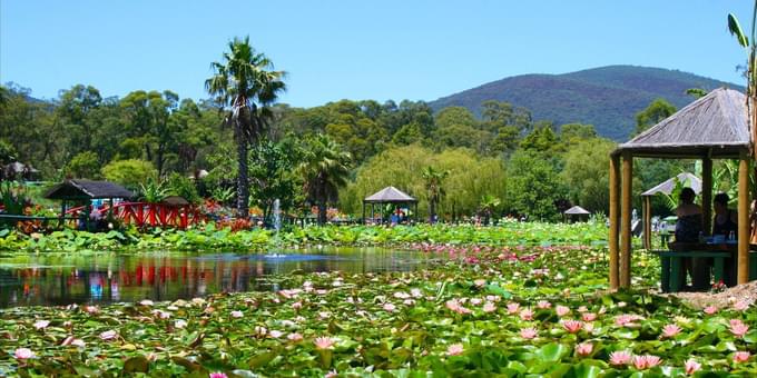 Blue Lotus Garden