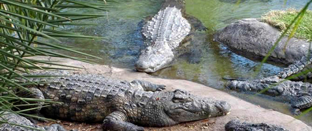 Crocodile Park Dandeli Image