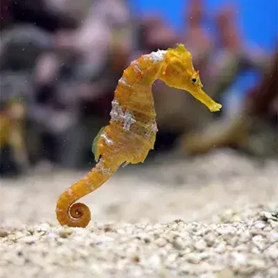 Kingdom of the Seahorses