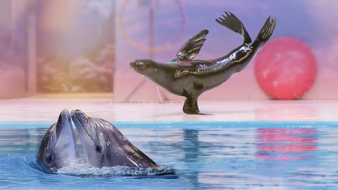 dolphin and seal show