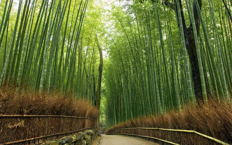 Bamboo Forest Overview