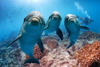 Watch dolphins in action in dolphinarium at L'Oceanografic