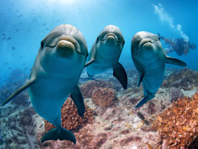Watch dolphins in action in dolphinarium at L'Oceanografic