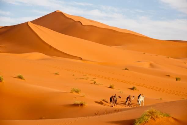 Heritage Desert Safari