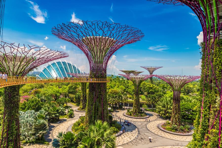 supertree grove at gardens by the bay.jpg