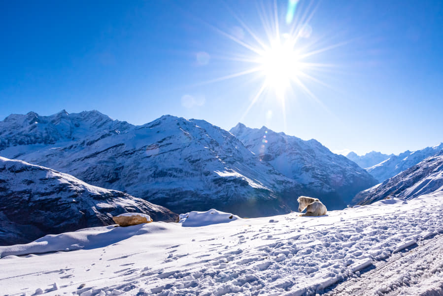 Day Trip to Rohtang Pass and Solang Valley  Image