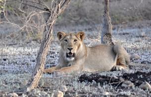 Go on a 3-hour Girnar Jungle Safari in Gujarat