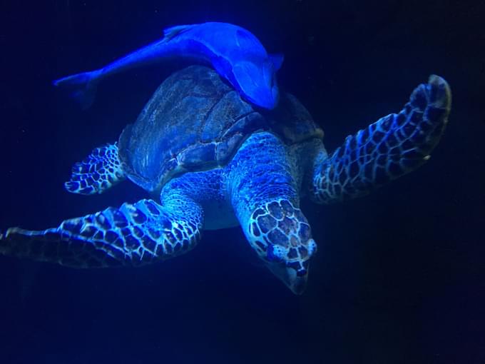 Turtle in Zoo Aquarium Madrid