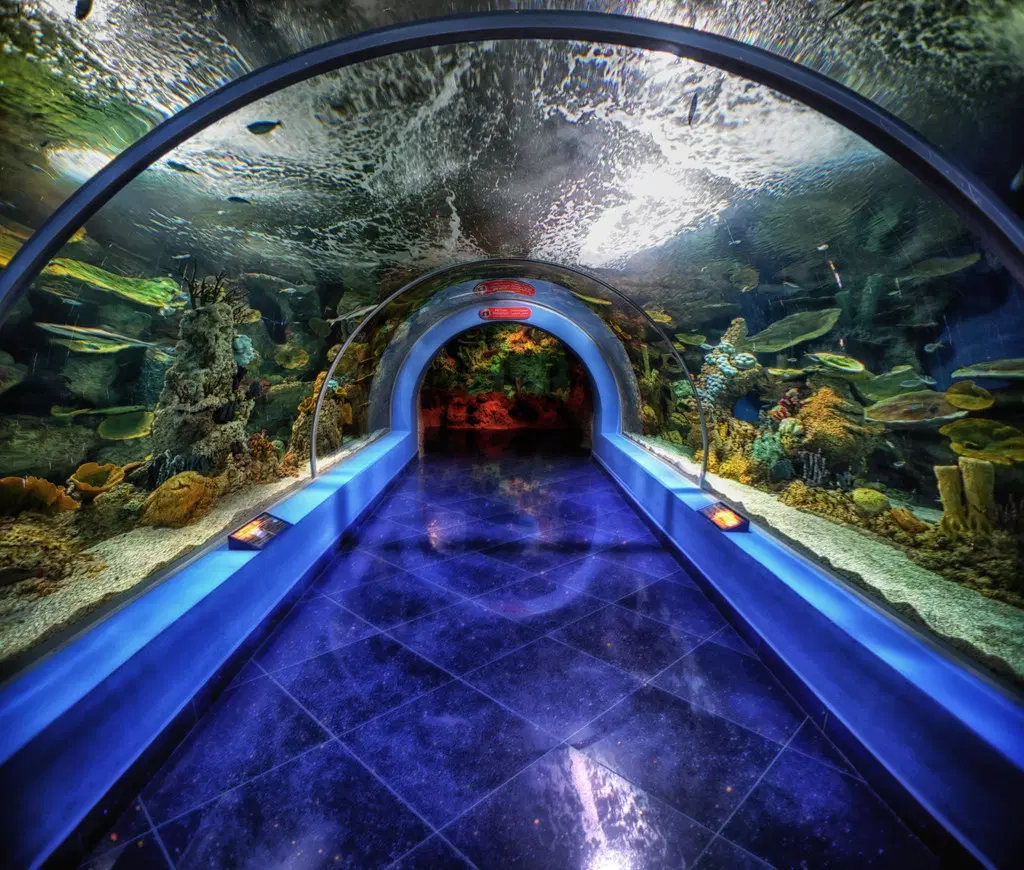 Fakieh Aquarium, <em>Jeddah</em>