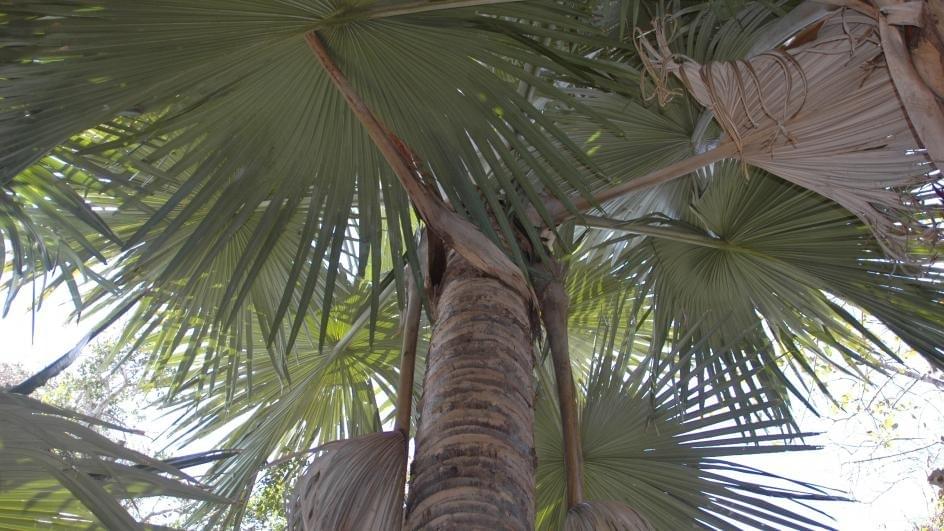 Suicide Palm