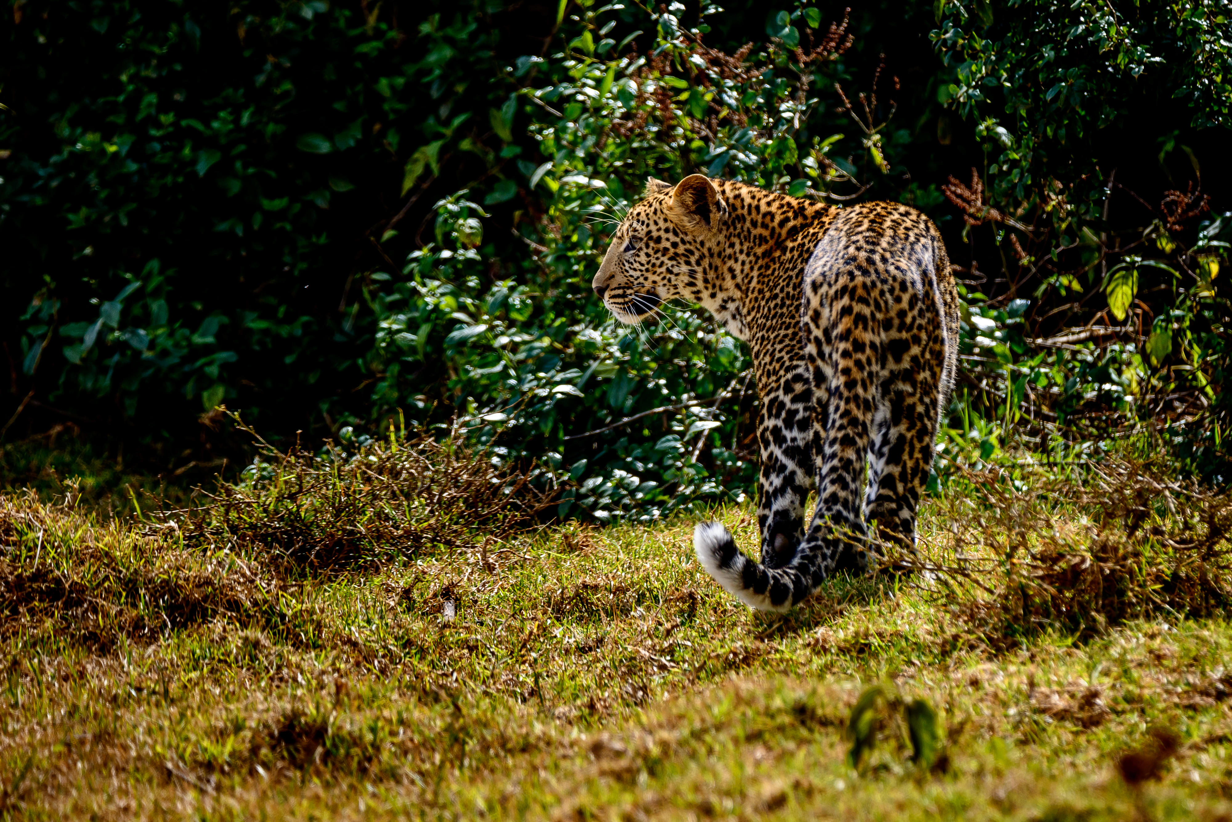 Aberdare National Park