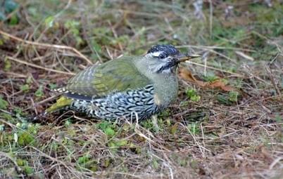 Observe Vibrant Bird Species