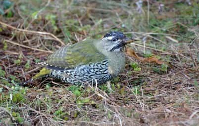 Observe Vibrant Bird Species
