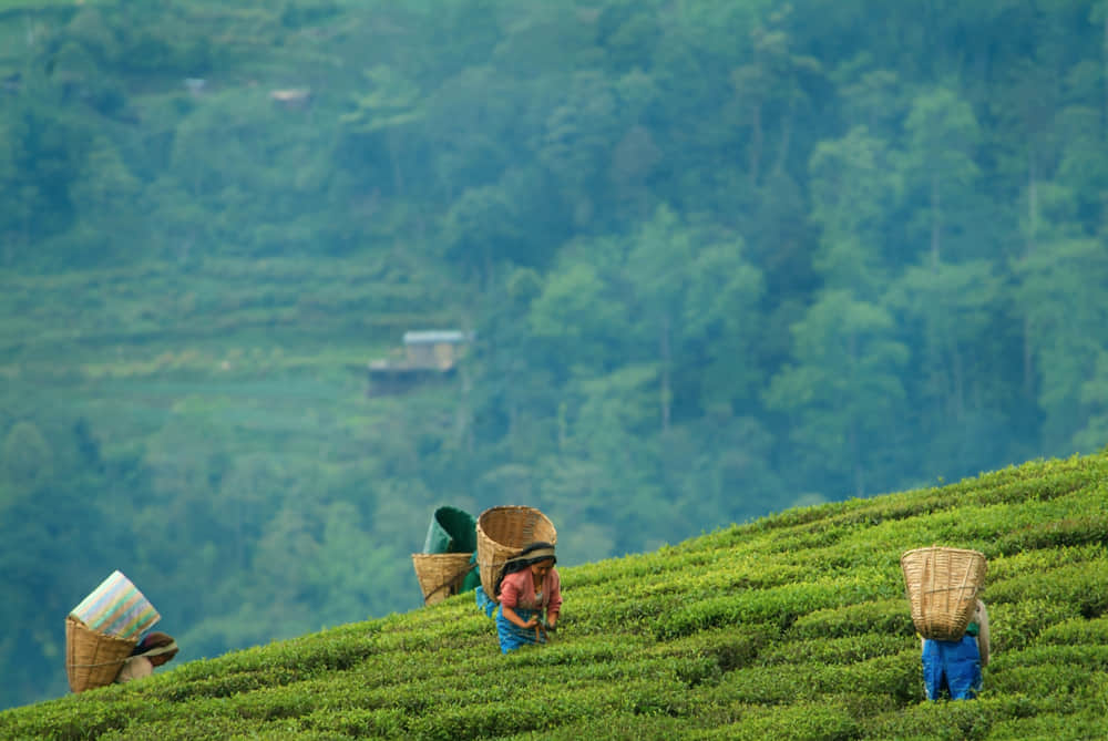 Visit Temi Tea Garden