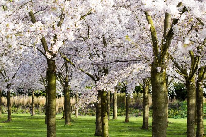 Cherry Blossoms