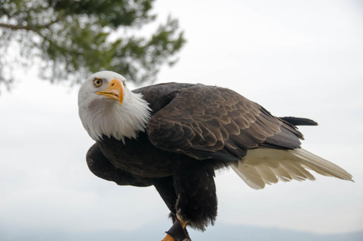 Eagle in Barcelona Zoo