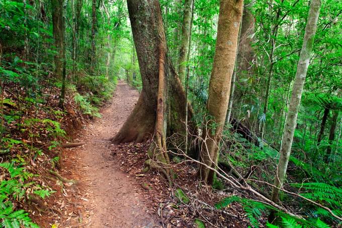 Lamington National Park