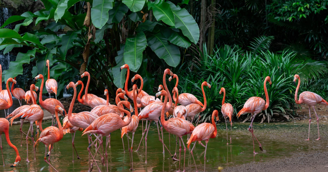 Explore Bird Paradise Singapore