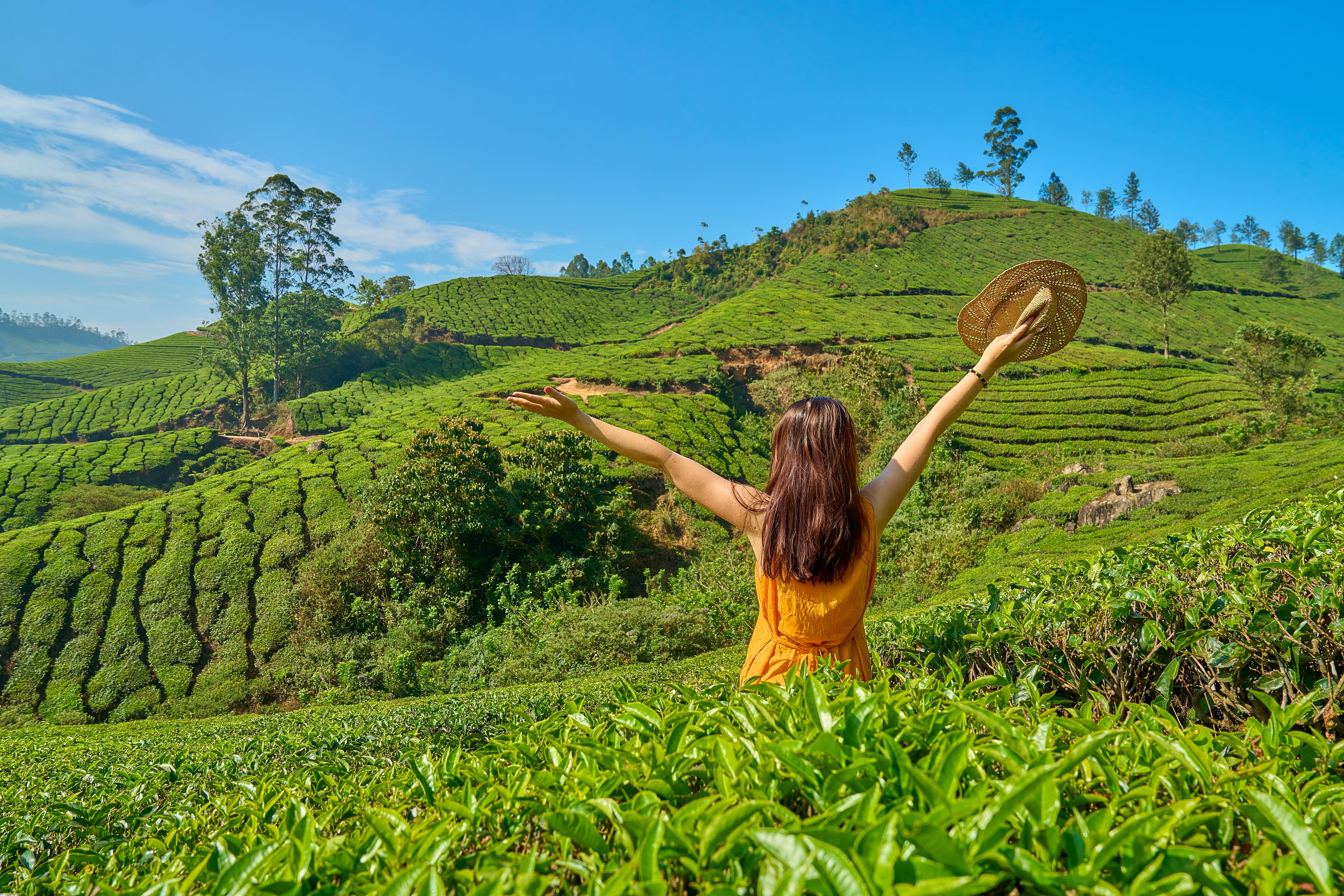 Take a 3.5-hour guided tour through Munnar’s tea plantations