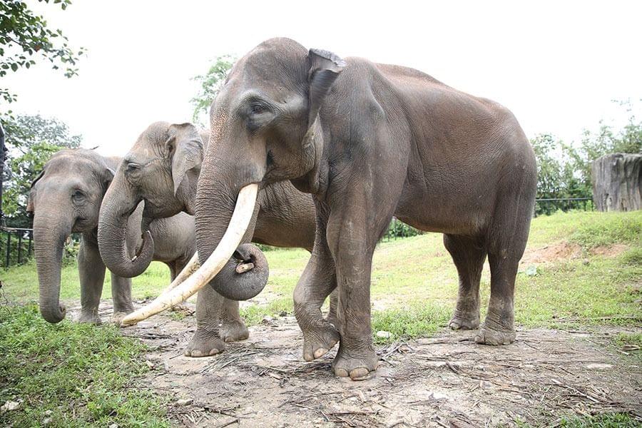 Malaysian Elephants