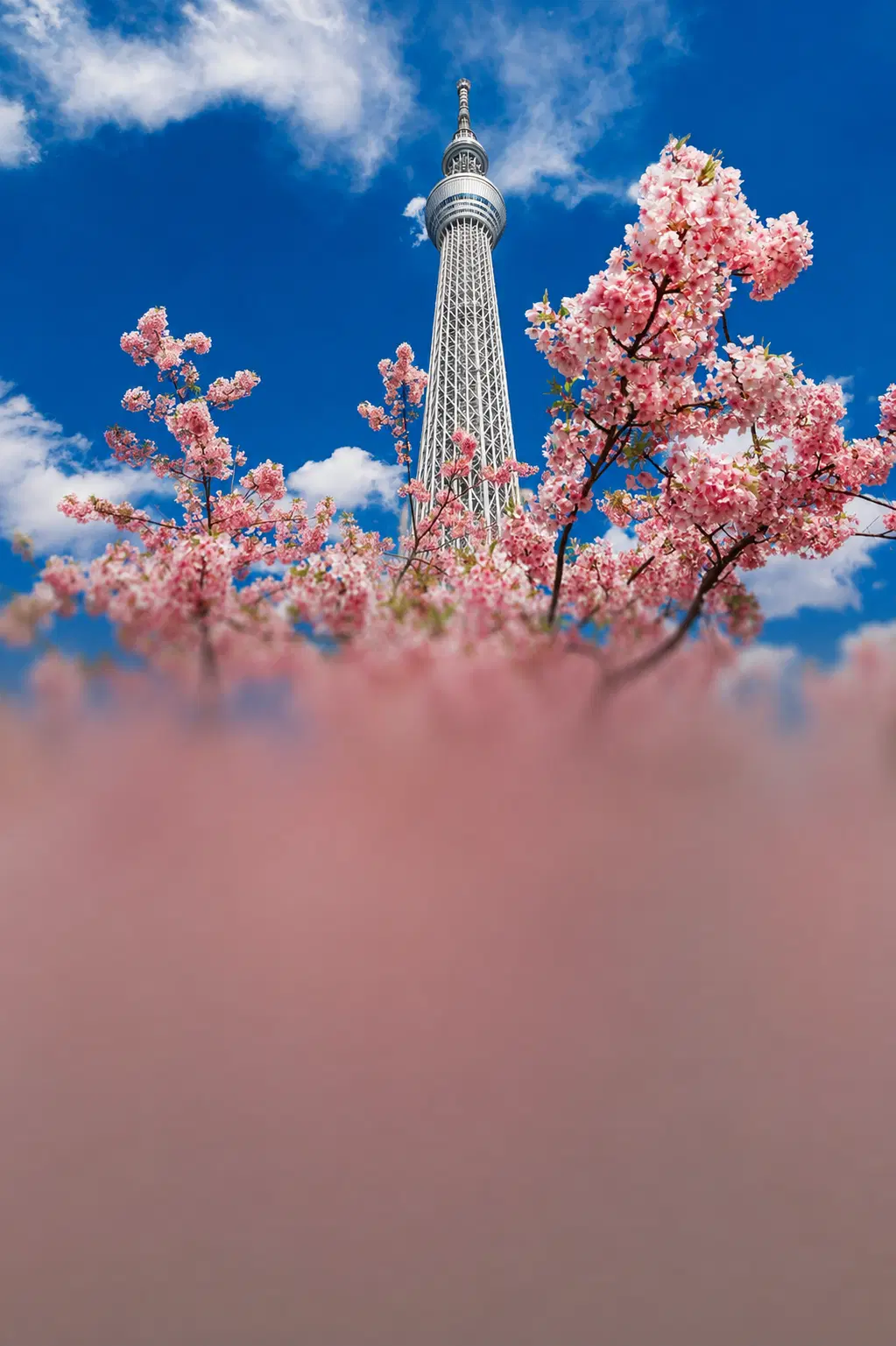 Discovering Tokyo & Osaka | Urban Wonders & Timeless Traditions