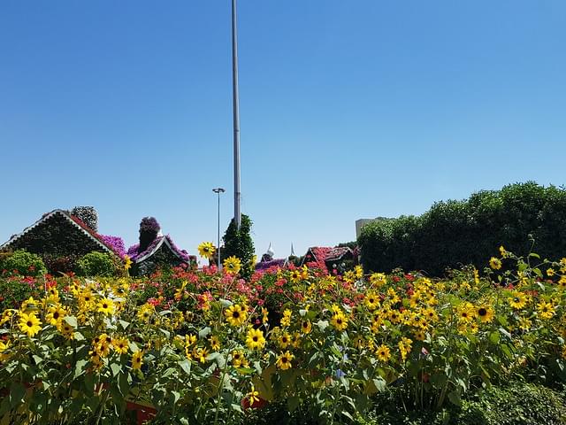 Sunflower Field