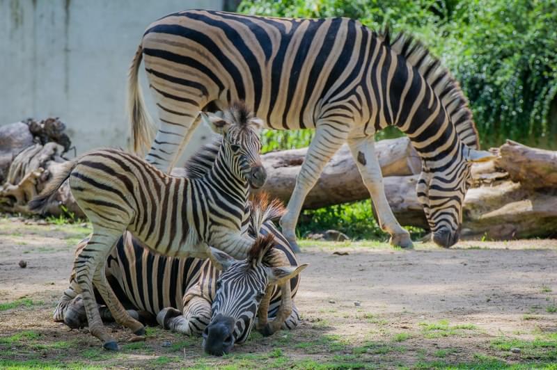 Watch the playful Zebras.