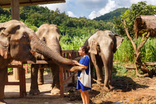 Visit the Elephant Jungle Sanctuary in Chiang Mai