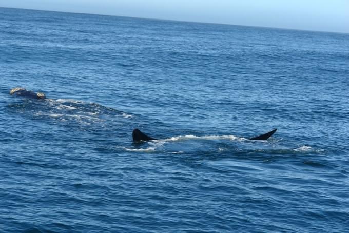 Hermanus Whale Watching