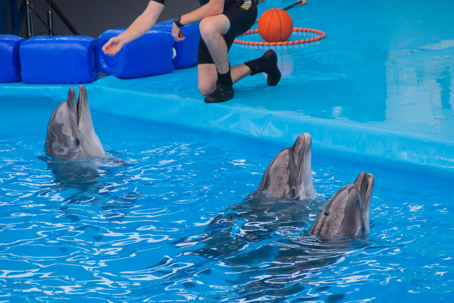 See the bond between the dolphins and their trainers