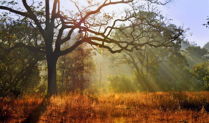 Birjani, <em>Jim Corbett</em>
