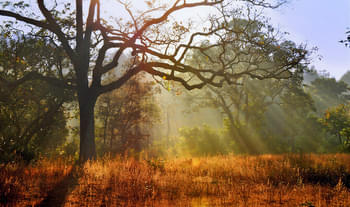 In6s00fq4ef55jllx4lc7eodvlhf 1571234278 birjani