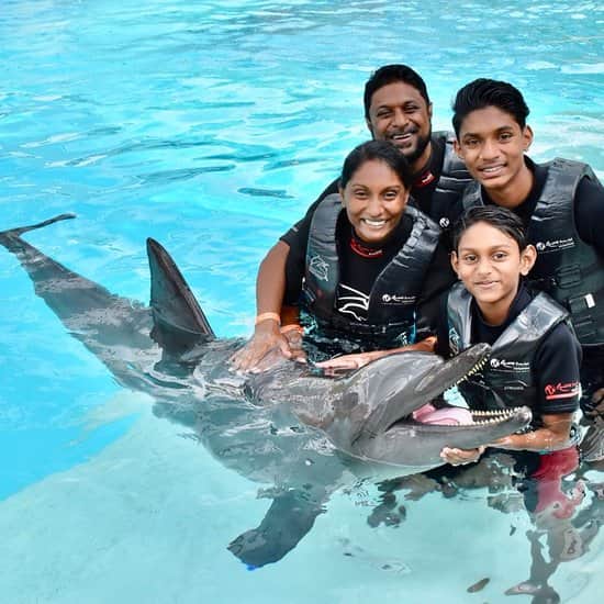 Dolphin Encounter