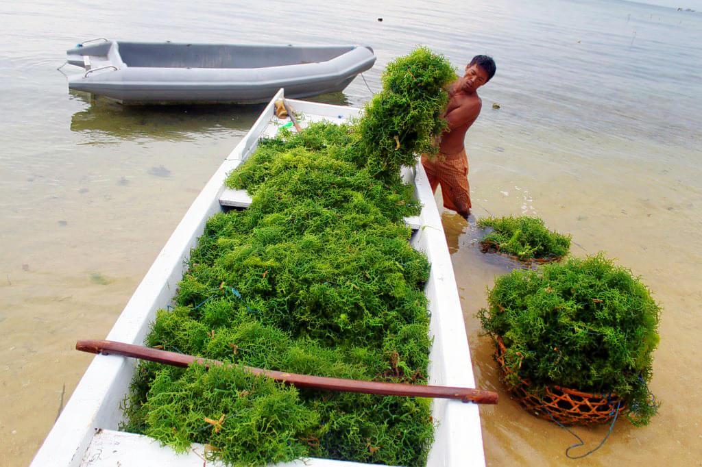 Lembongan Island Seaweed Farm Overview