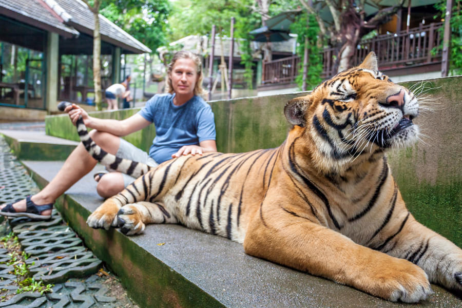 Tiger Kingdom Tickets Chiang Mai Image