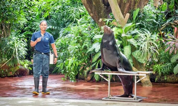 Sea Lion Show in Singapore Zoo