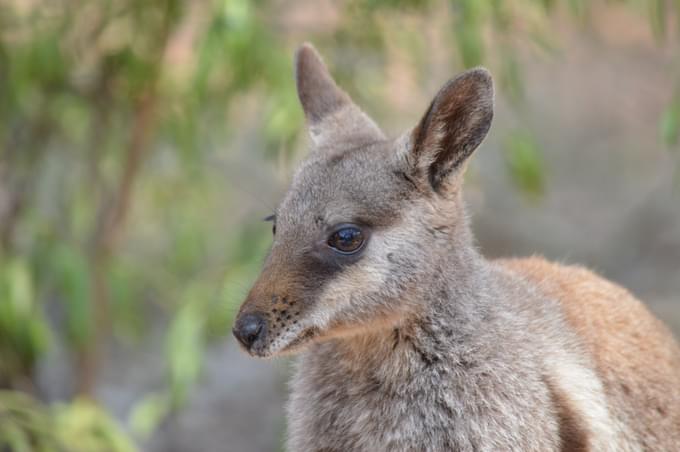 Bennett's Wallaby in Brookfield Zoo