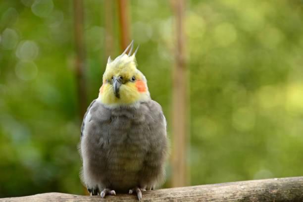 Cockatiel