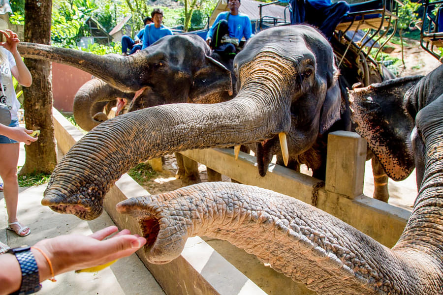 Krabi Elephant Sanctuary Tickets Image