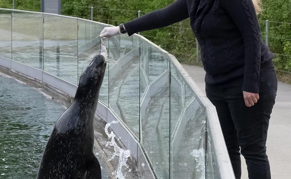 Enjoy Interactive Animal Feeding Sessions