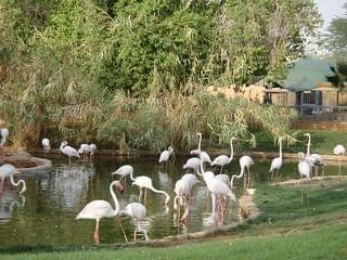 Riyadh Zoo