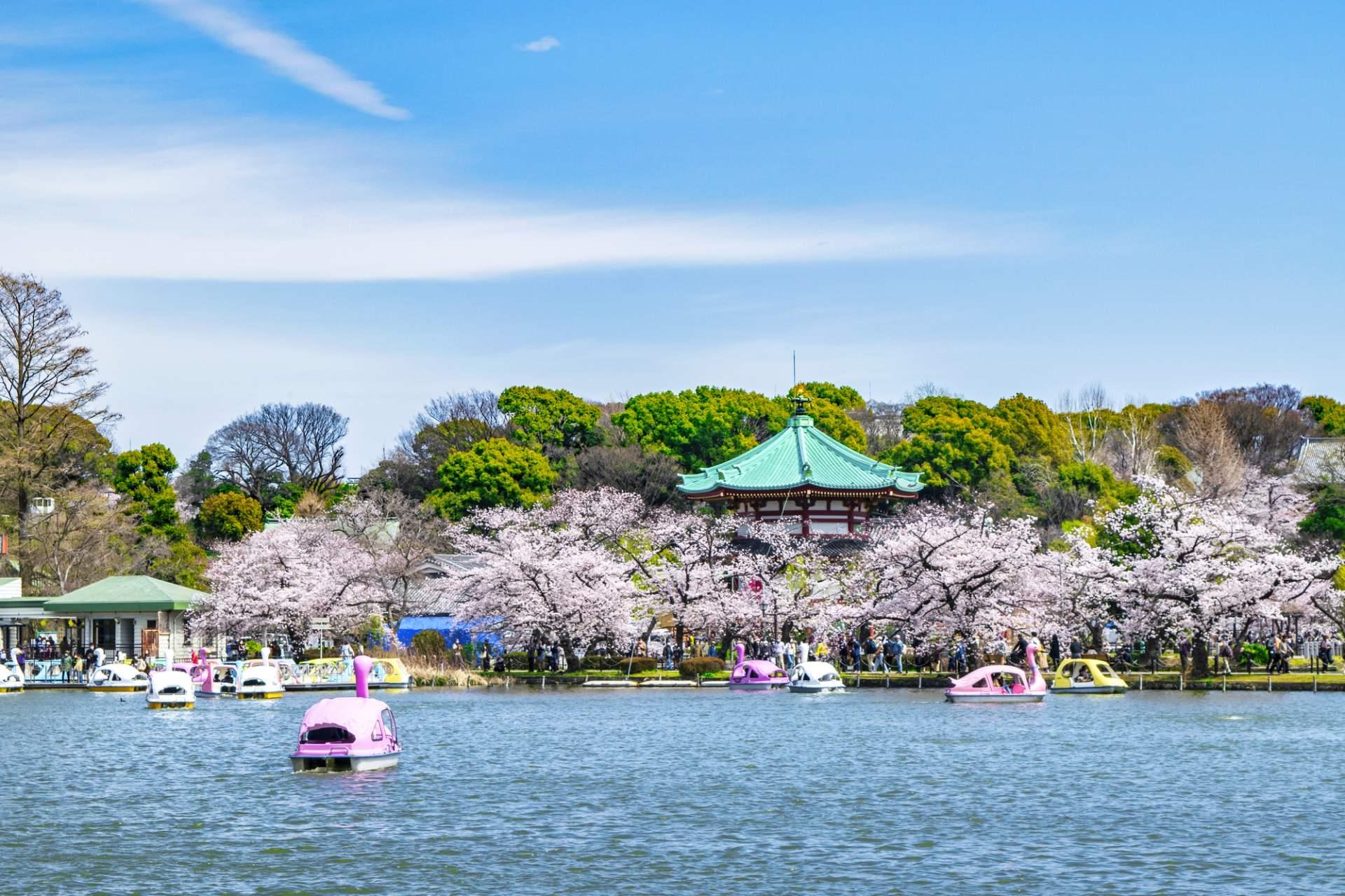 Enjoy boating at the Shinobazu Pond