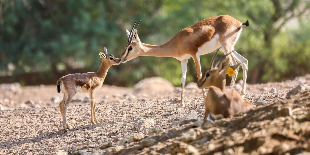 Dama Gazelle - Endangered species