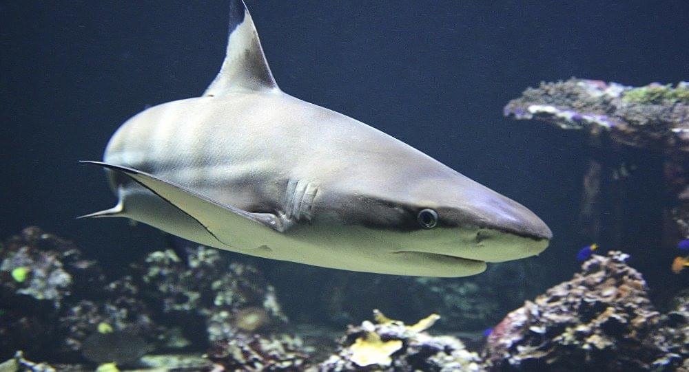See majestic sharks as you explore the aquarium
