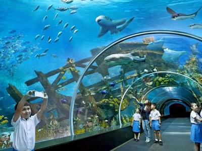 Walk through a 48-meter-long tunnel and see various marine creatures