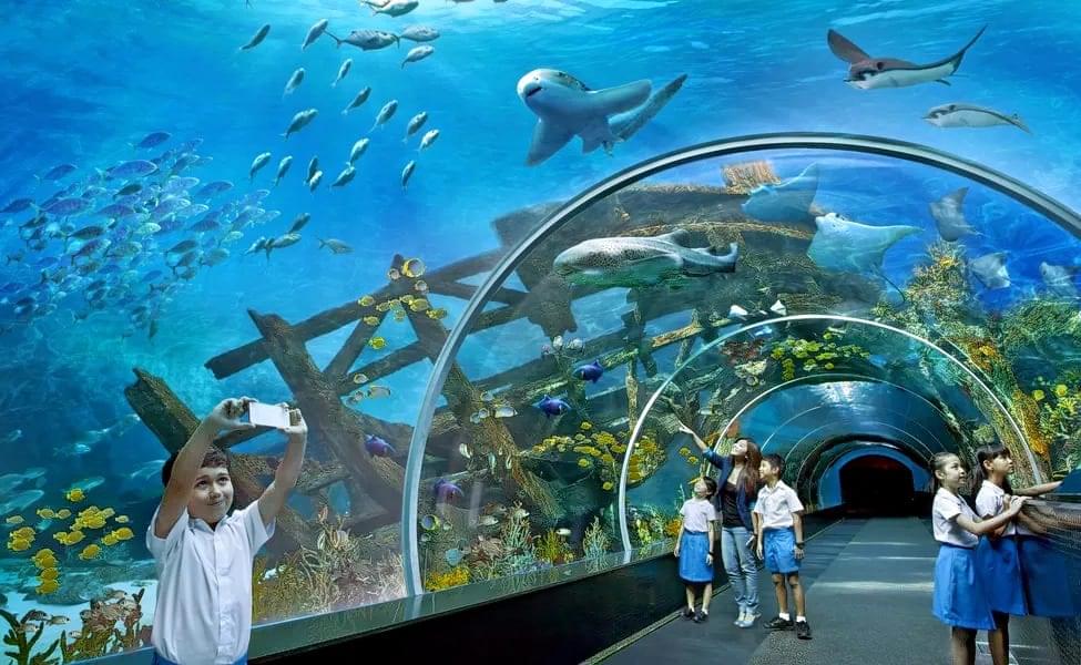 Walk through a 48-meter-long tunnel and see various marine creatures