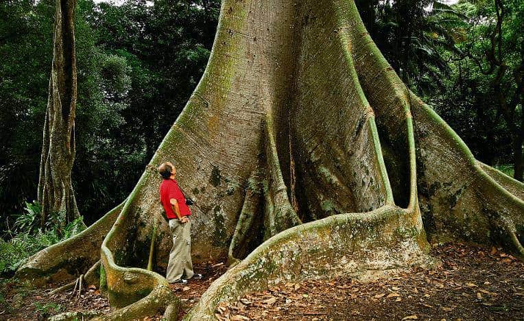 Heritage Trees
